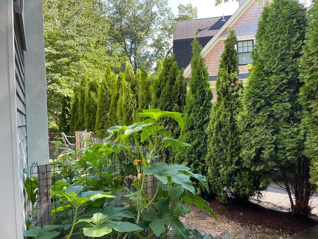 Evergreen privacy screen beside a backyard garden