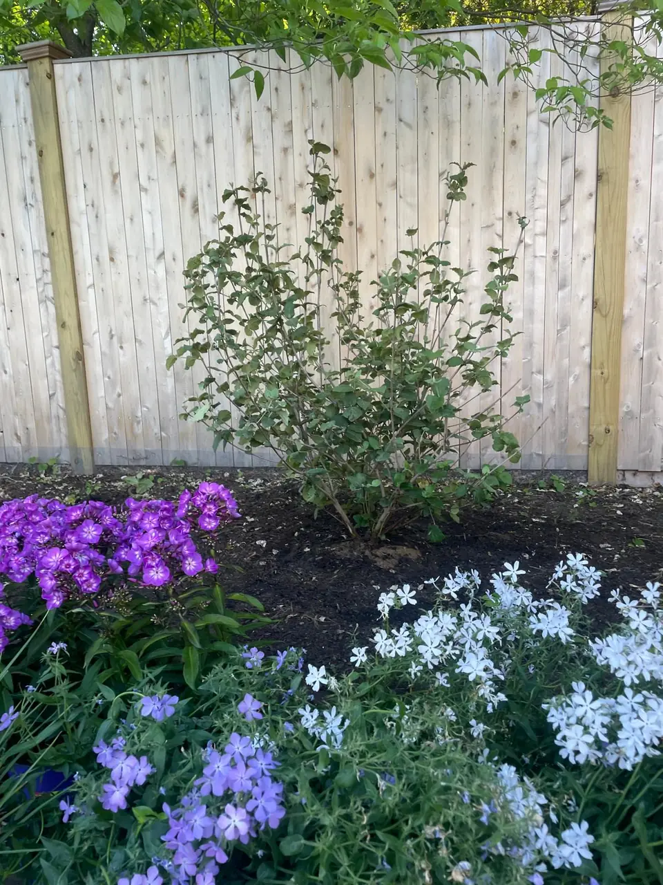 Purple and white flowers in a planted garden bed