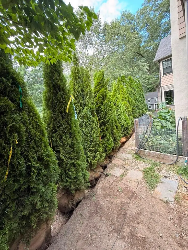Evergreen privacy planting work in progress