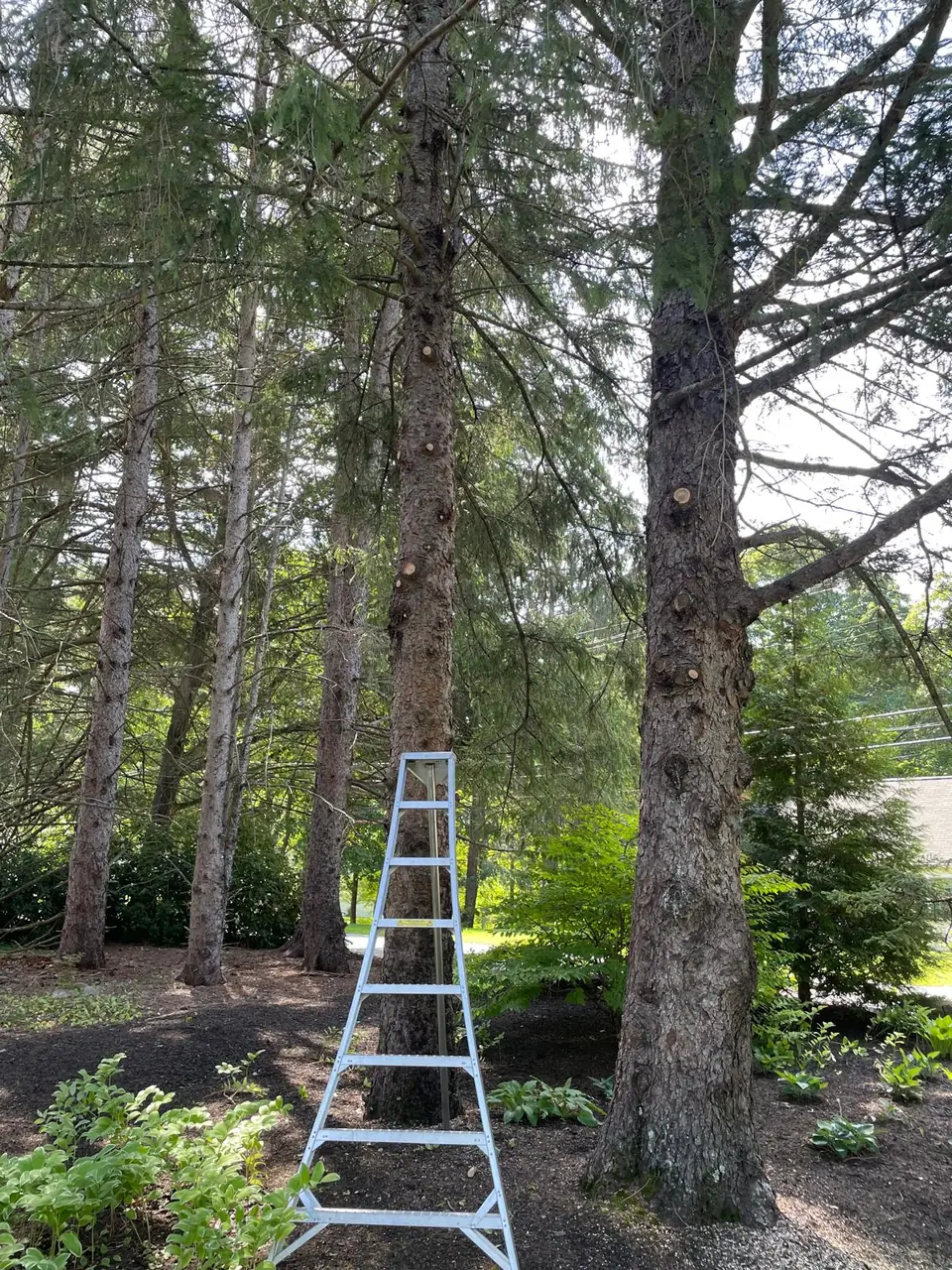 Tree pruning work among mature evergreens