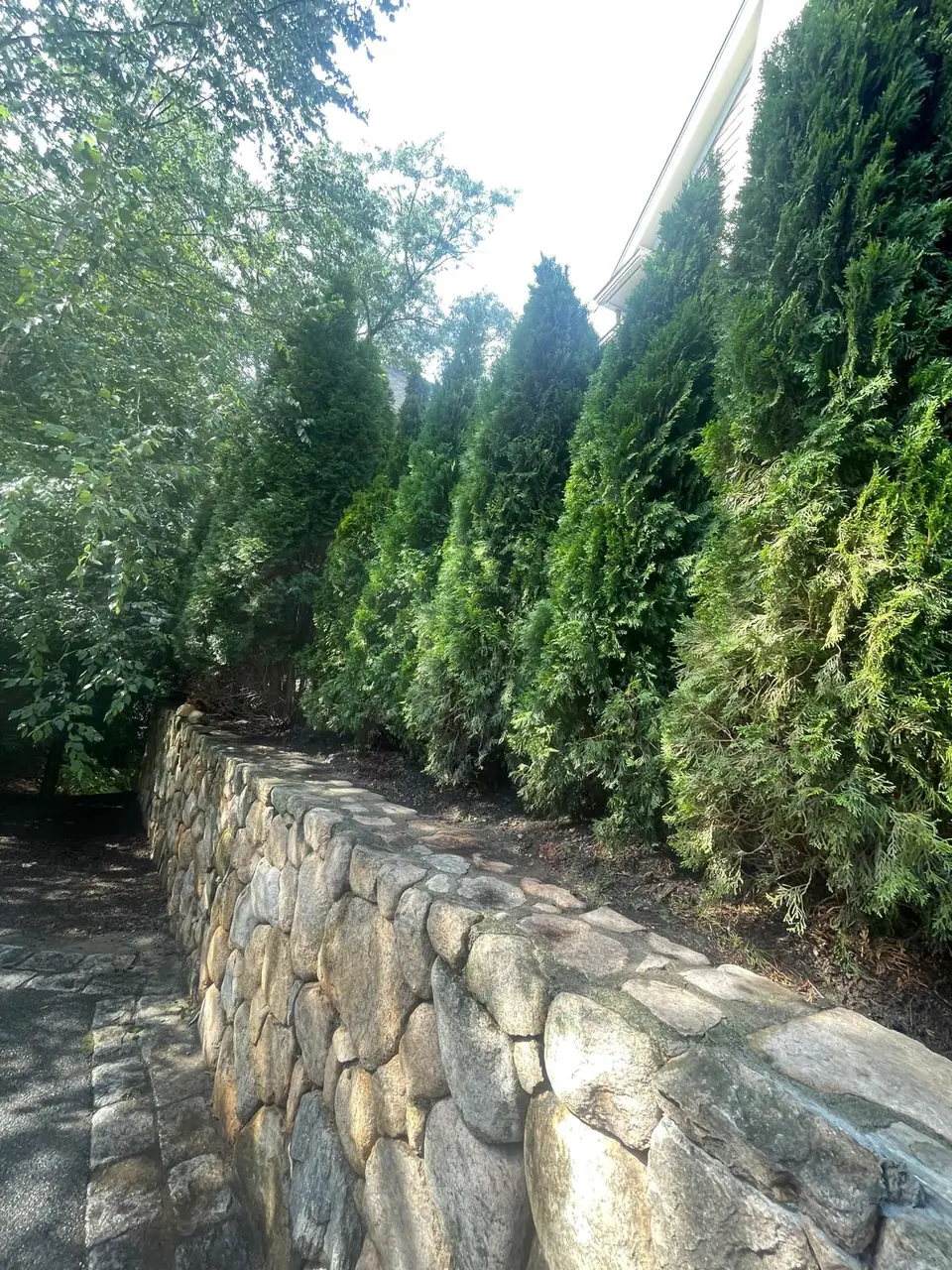 Arborvitae privacy planting above a fieldstone retaining wall