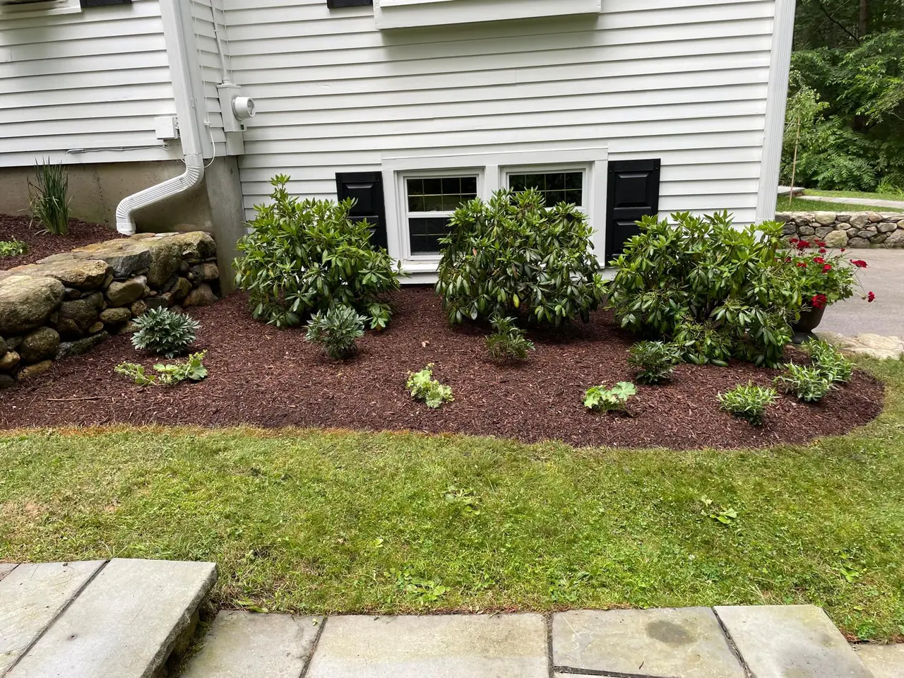 Foundation planting with rhododendrons and a fieldstone wall
