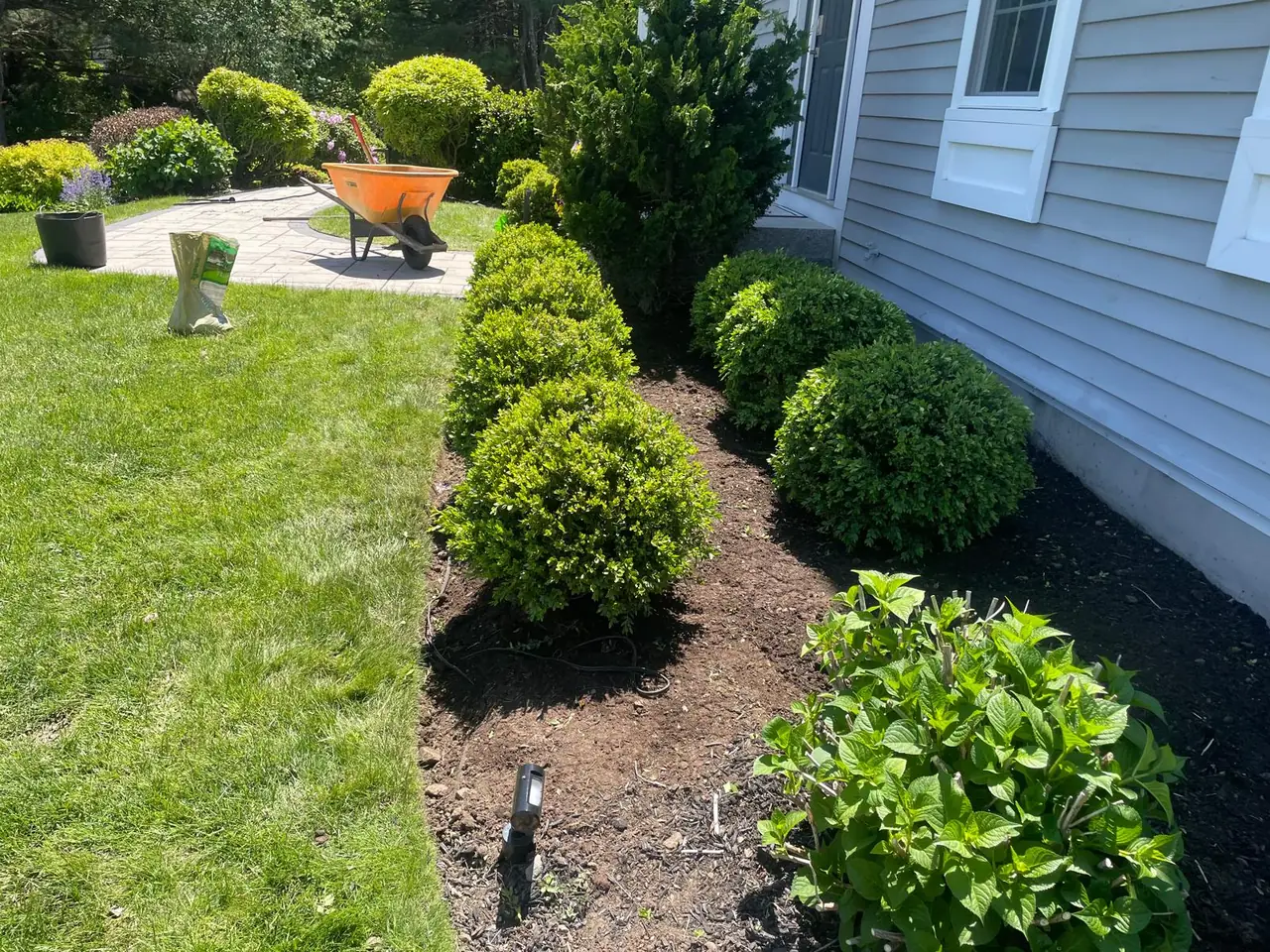 Sculpted shrubs and garden bed during seasonal care