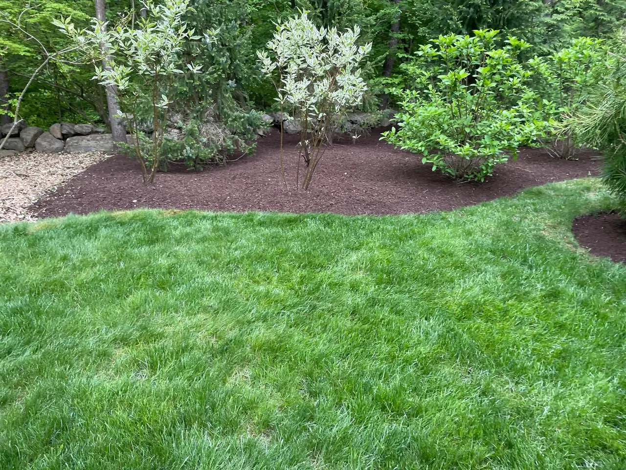 Lush lawn beside a clean curved woodland garden bed