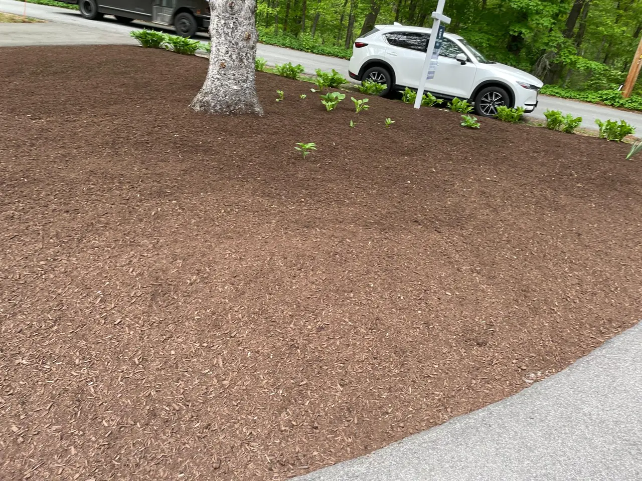 Broad freshly mulched bed beneath a mature roadside tree