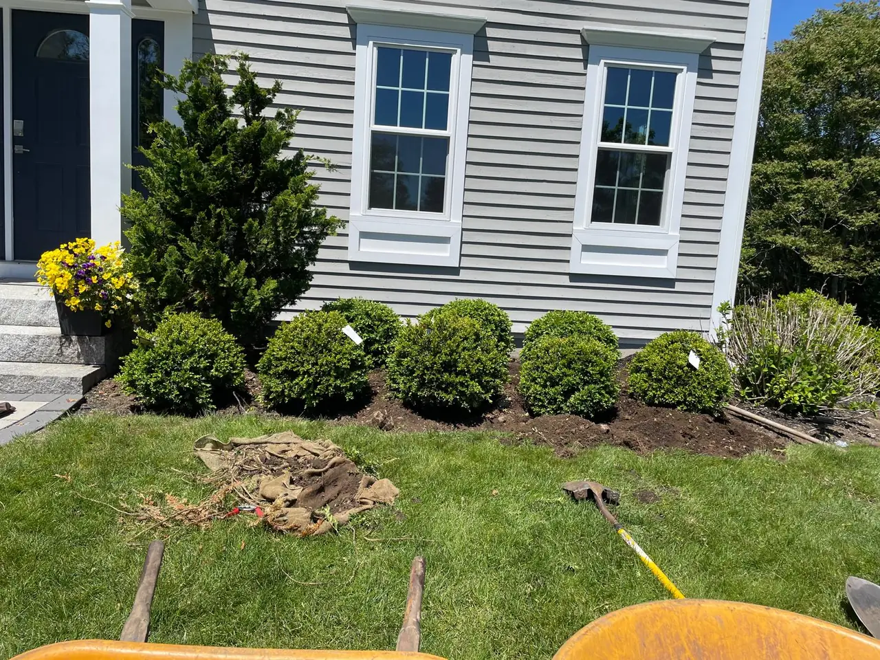 Boxwoods being installed in a front foundation bed
