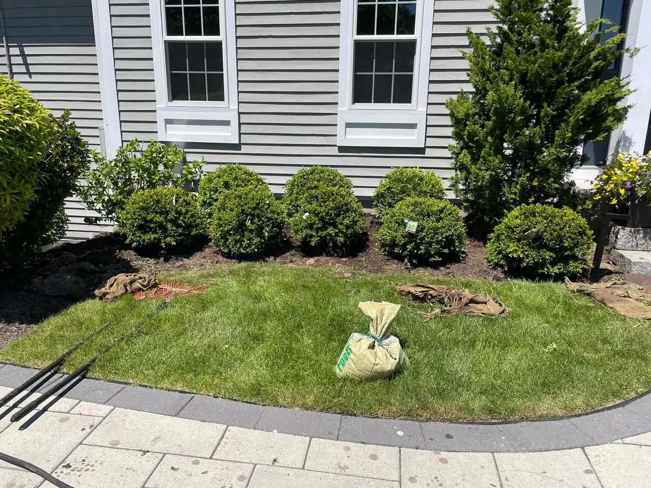 Boxwood planting project with tools and materials on site