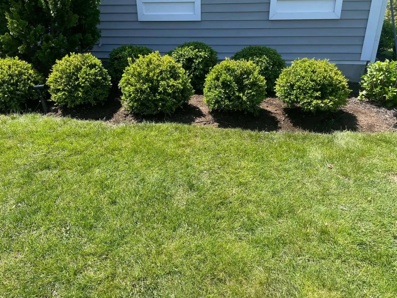 Rounded boxwoods in a clean foundation garden