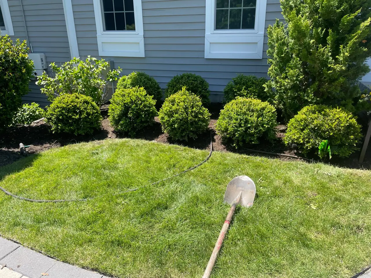 Freshly planted boxwood bed with hose and shovel during finishing work