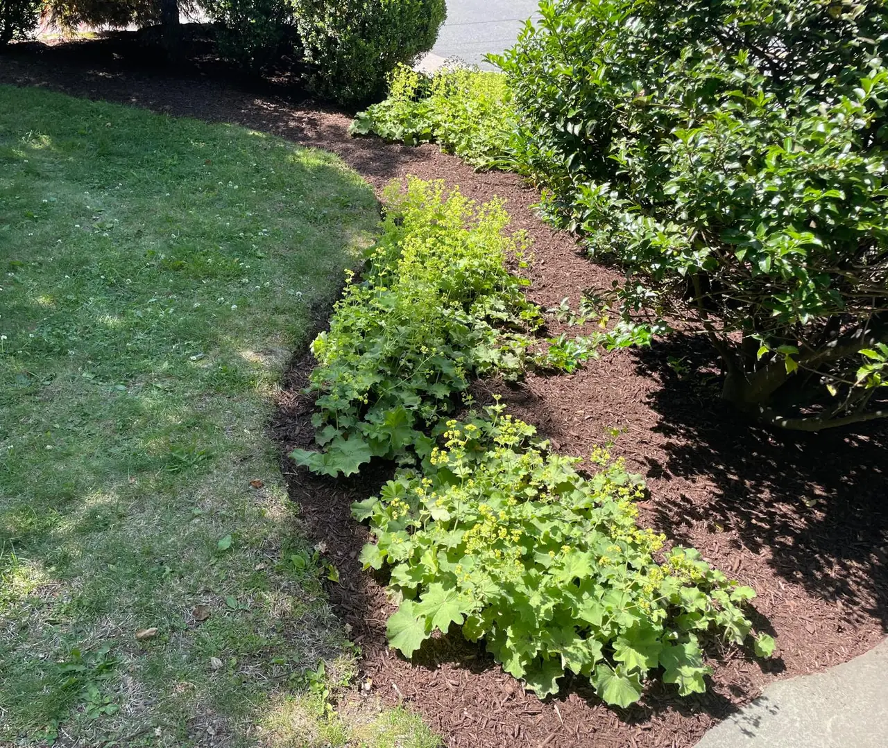 Lady's mantle plants following a crisp curved bed edge