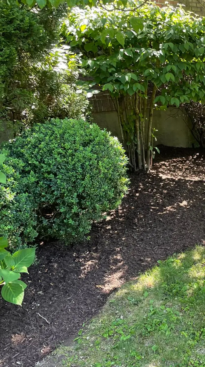 Fresh mulch and restored planting beneath established shrubs