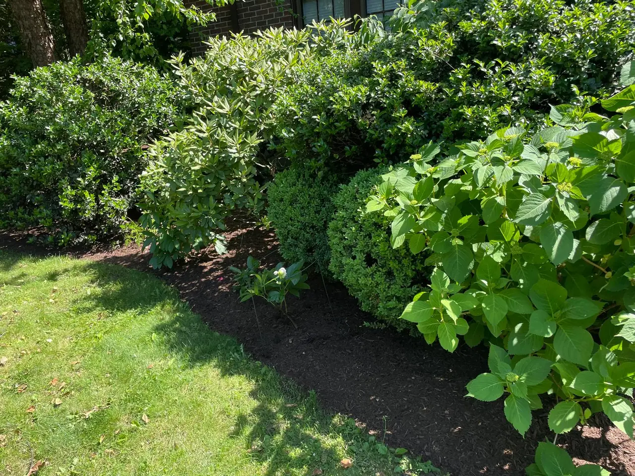 Layered evergreen shrubs and hydrangea in a freshly mulched bed