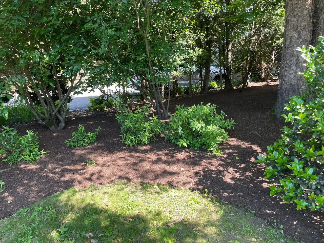 Freshly mulched shaded garden beneath mature shrubs and trees