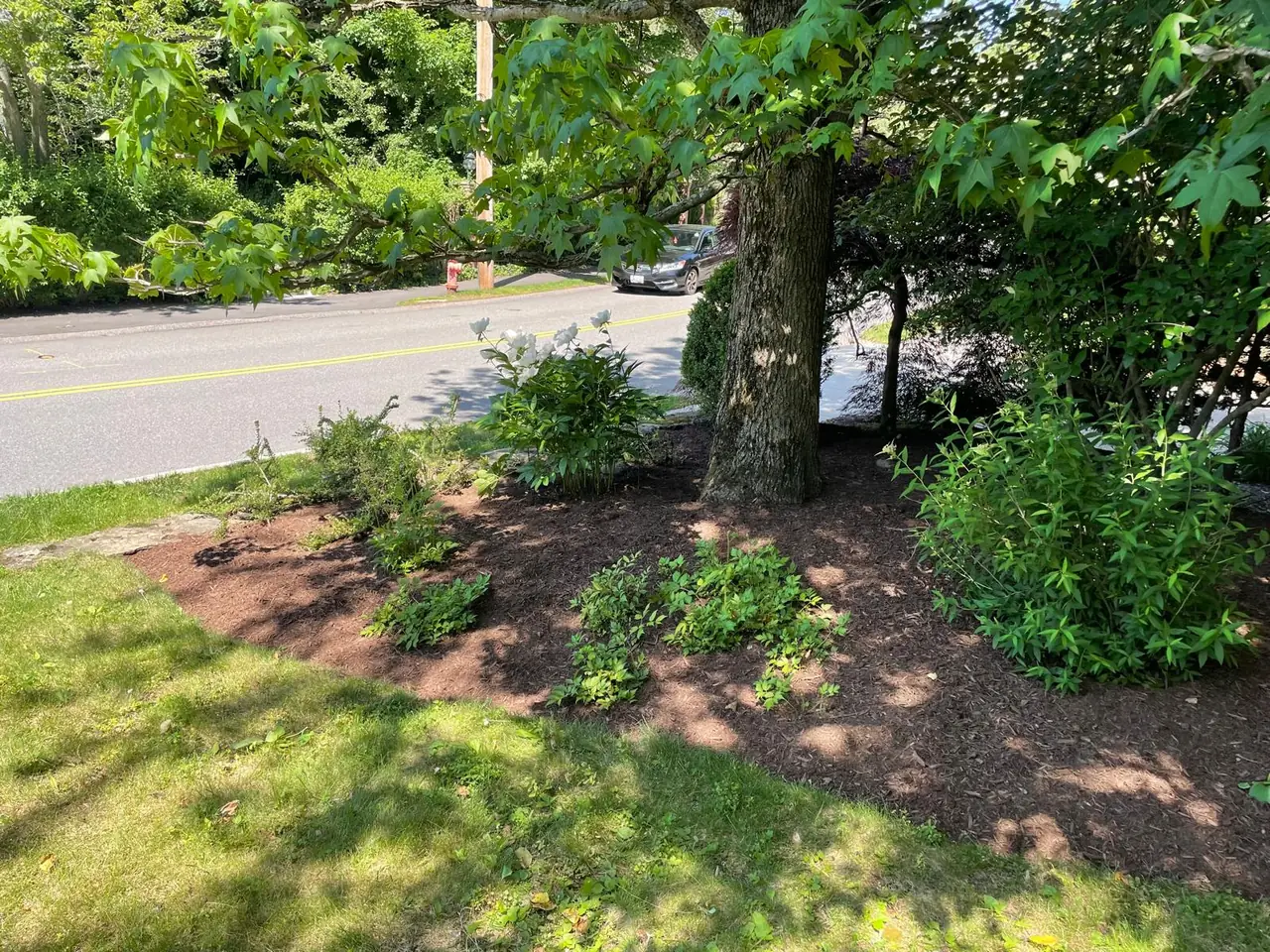 Freshly mulched bed with flowering plants beneath a mature tree