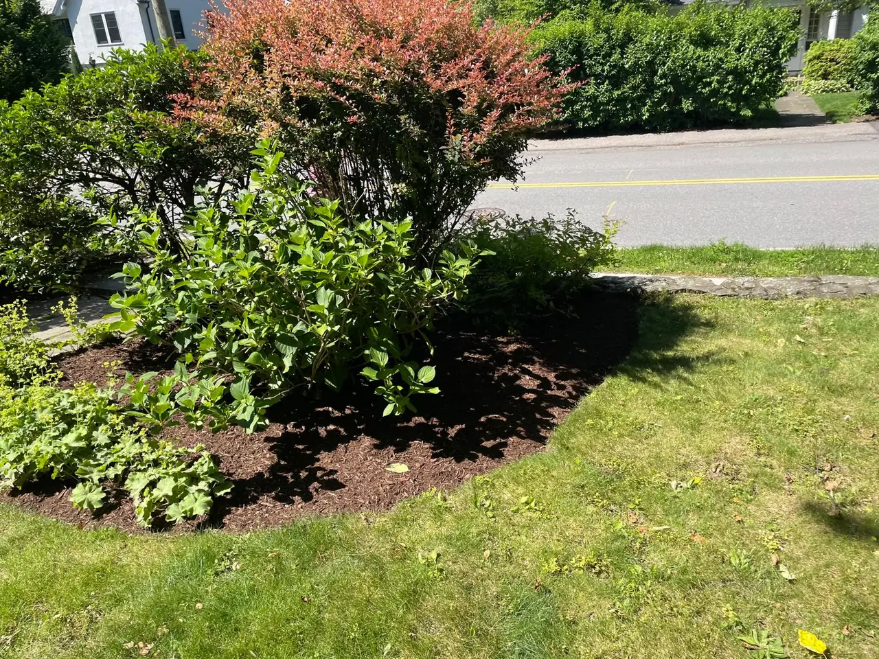 Hydrangeas and shrubs in a clean freshly mulched roadside bed