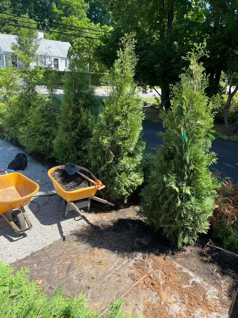 Tall evergreens being installed beside a drive