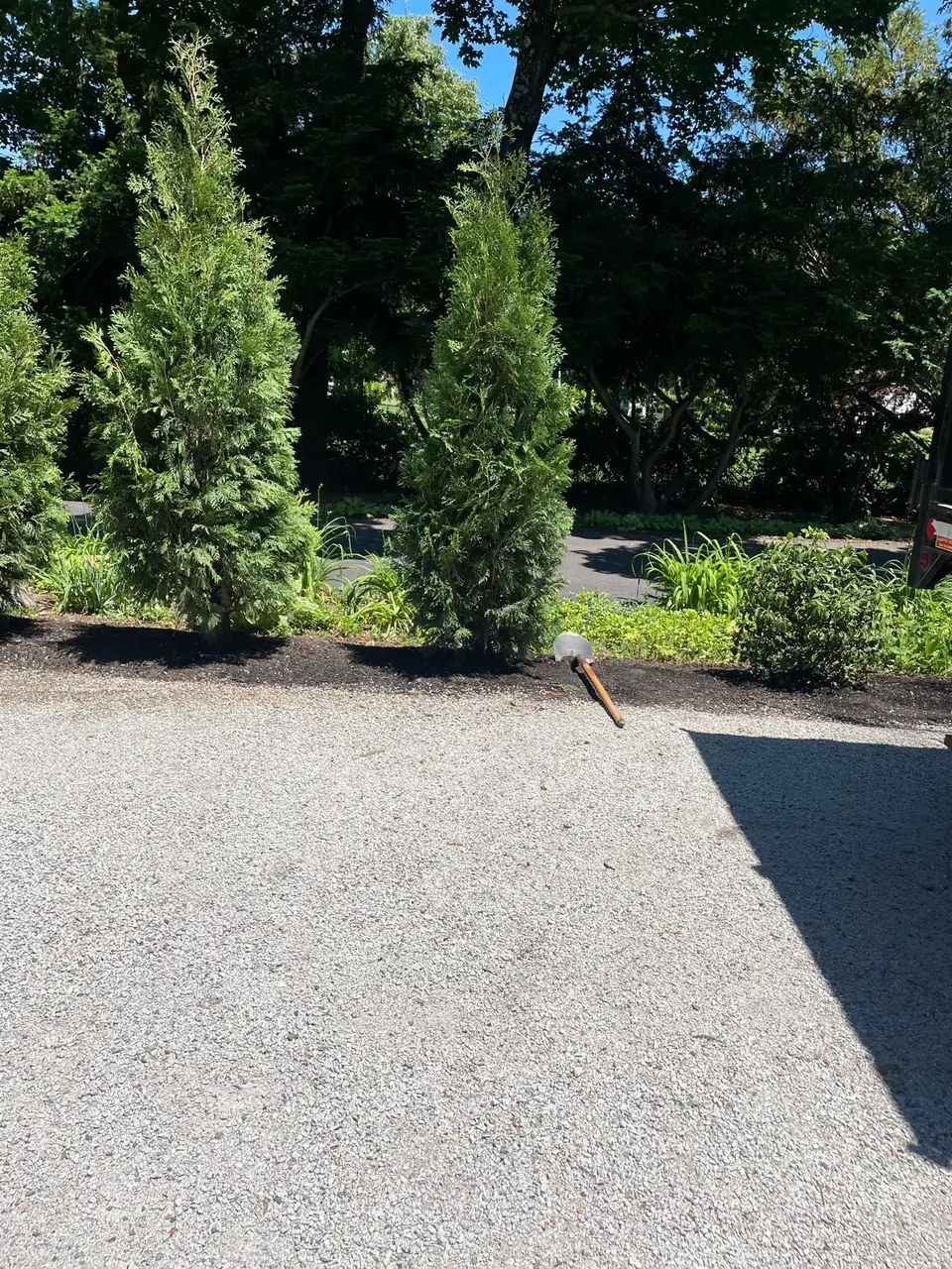 New evergreen screen with a hand shovel at the work area
