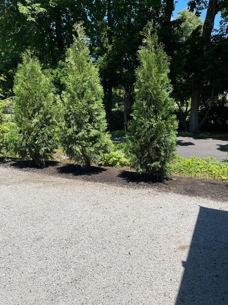 Newly planted row of evergreen privacy trees