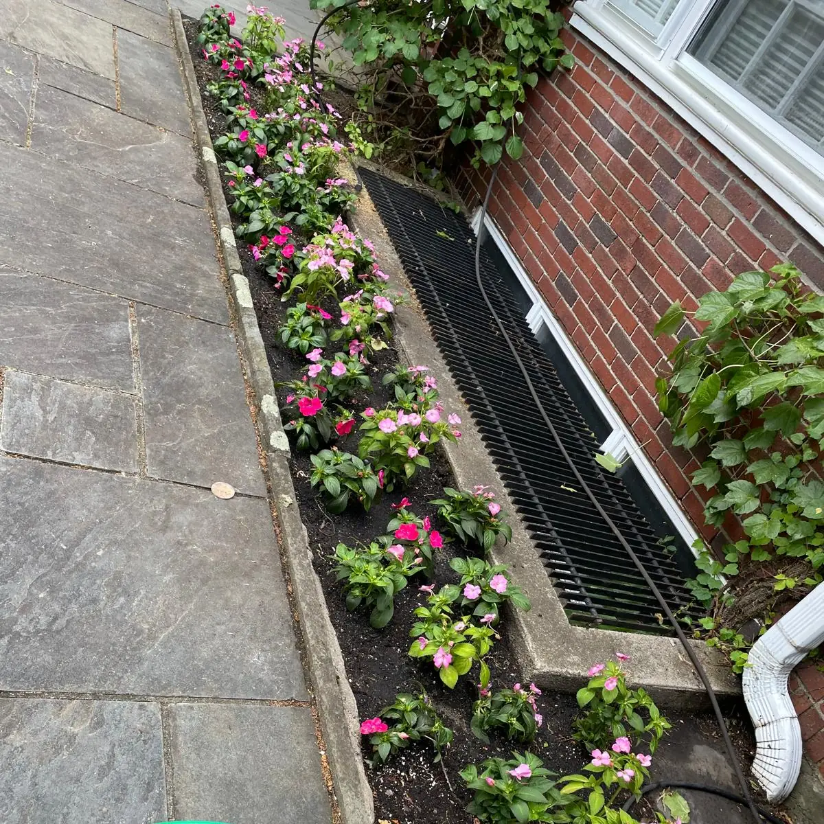 Pink annual flowers being installed beside a brick patio