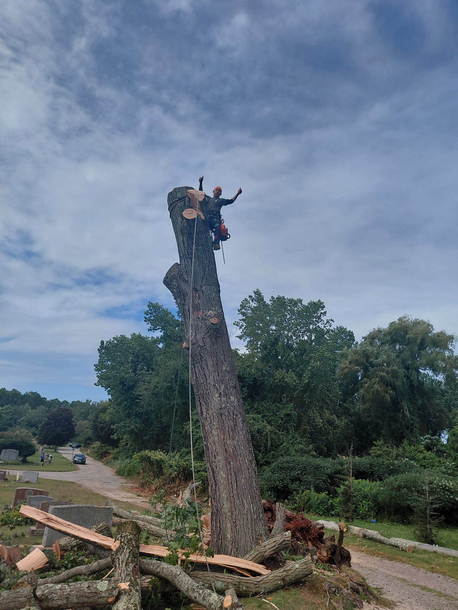 Tree-care professional secured high on a mature trunk during sectional removal